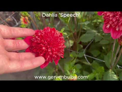 Dahlia 'Speech'