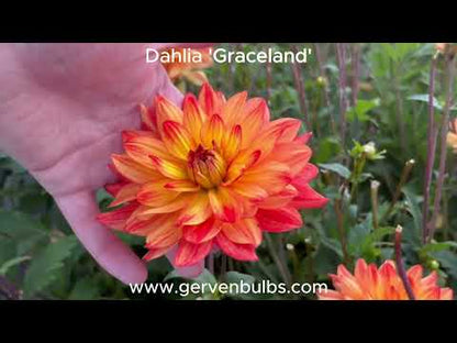 Dahlia 'Graceland'
