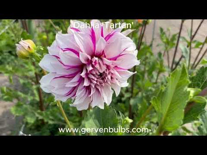 Dahlia 'Tartan'