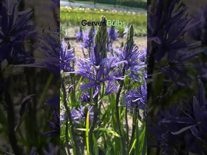 Camassia Quamash Blue Melody