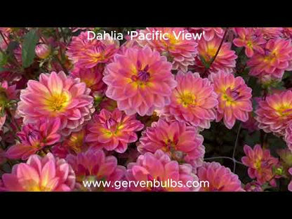 Dahlia 'Pacific View'