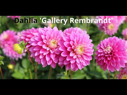 Dahlia 'Gallery Rembrandt'