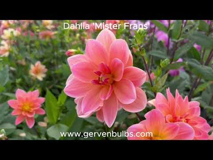 Dahlia 'Mister Frans'